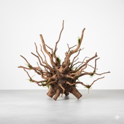 Racine "Spiderwood" (Bois d'Araignée)